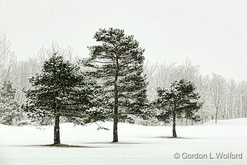 Three Pines_21637.jpg - Photographed near Lombardy, Ontario, Canada.